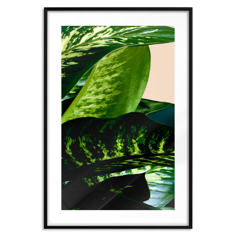 Poster Dieffenbachia - plant landscape with dark green leaves on a light background 129918 additionalImage 15