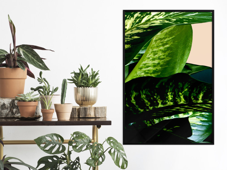 Poster Dieffenbachia - plant landscape with dark green leaves on a light background 129918 additionalImage 11