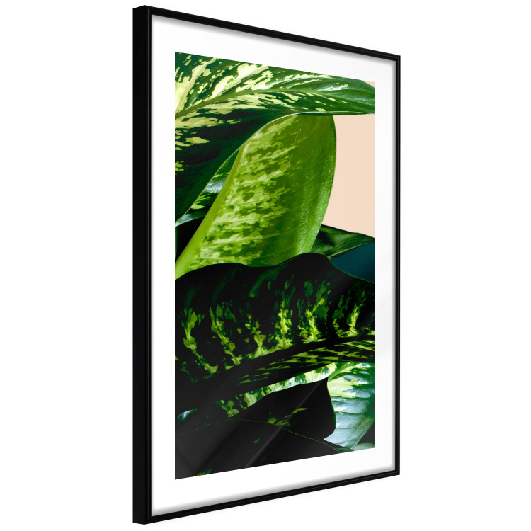 Poster Dieffenbachia - plant landscape with dark green leaves on a light background 129918 additionalImage 3