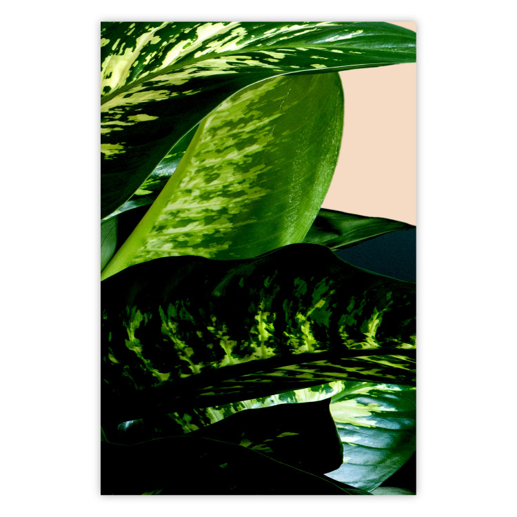 Poster Dieffenbachia - plant landscape with dark green leaves on a light background 129918