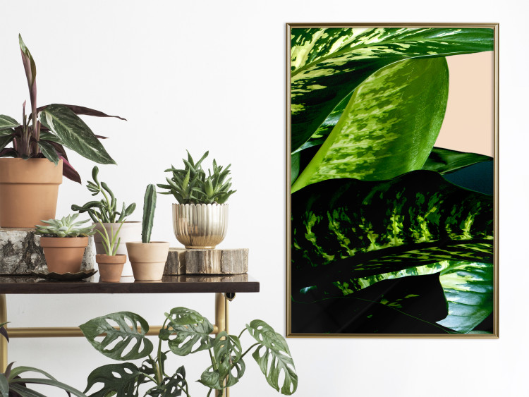 Poster Dieffenbachia - plant landscape with dark green leaves on a light background 129918 additionalImage 14