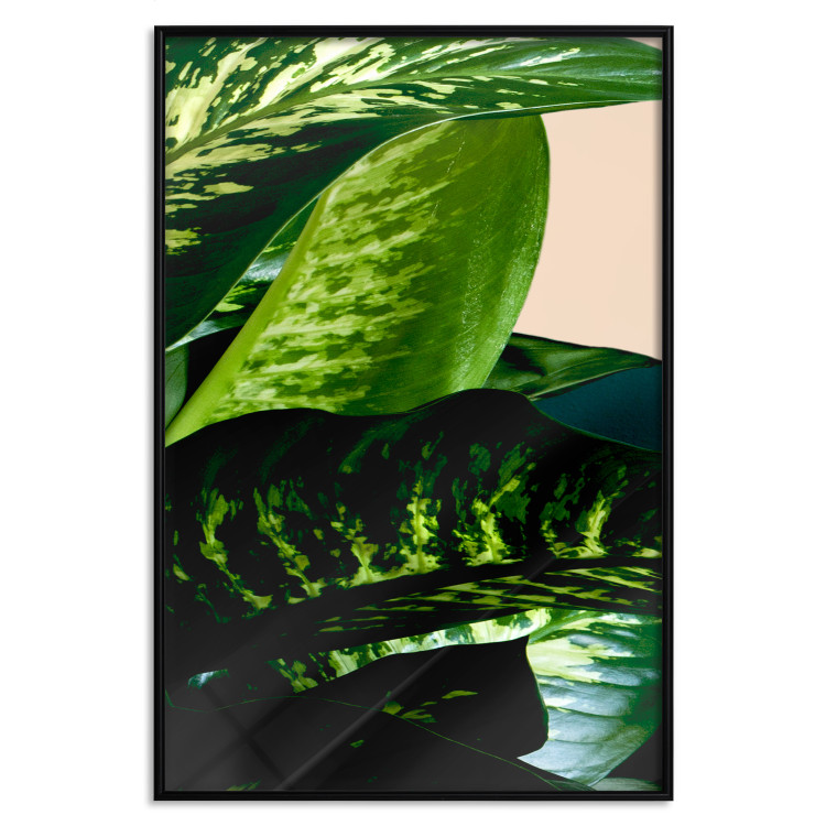 Poster Dieffenbachia - plant landscape with dark green leaves on a light background 129918 additionalImage 16
