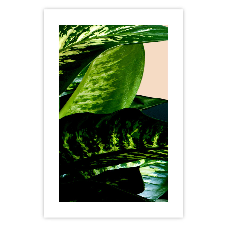 Poster Dieffenbachia - plant landscape with dark green leaves on a light background 129918 additionalImage 25