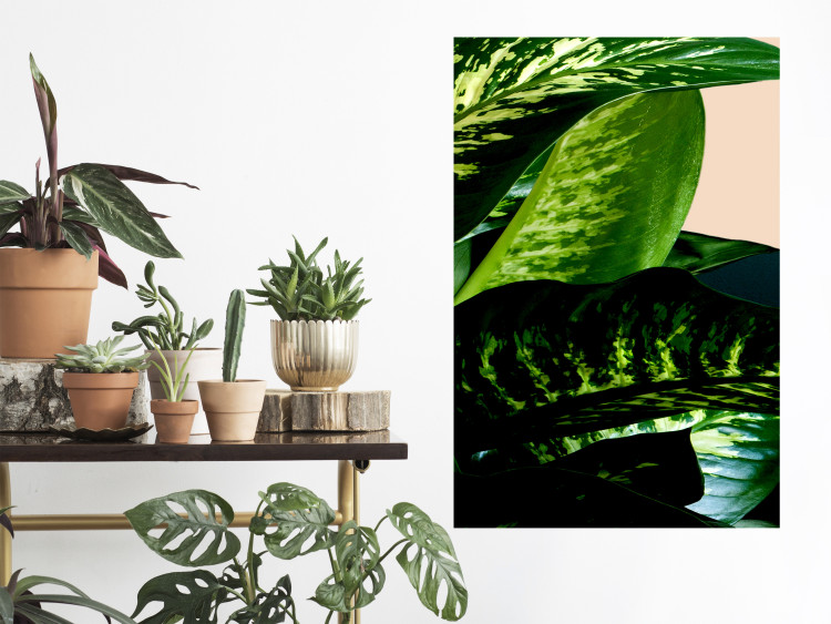 Poster Dieffenbachia - plant landscape with dark green leaves on a light background 129918 additionalImage 4