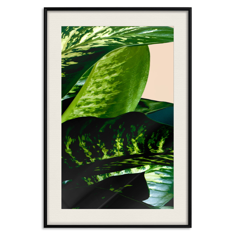 Poster Dieffenbachia - plant landscape with dark green leaves on a light background 129918 additionalImage 19