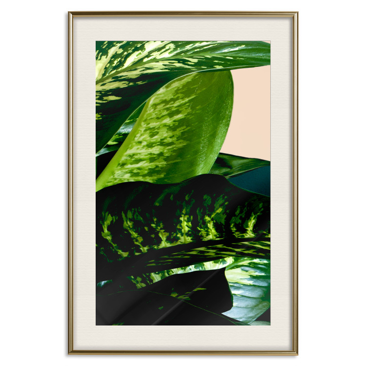 Poster Dieffenbachia - plant landscape with dark green leaves on a light background 129918 additionalImage 20