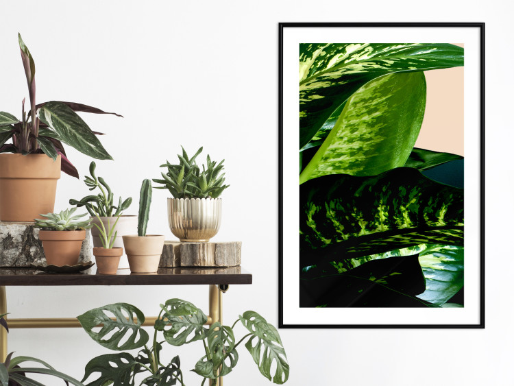 Poster Dieffenbachia - plant landscape with dark green leaves on a light background 129918 additionalImage 18
