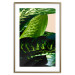 Poster Dieffenbachia - plant landscape with dark green leaves on a light background 129918 additionalThumb 16