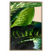 Poster Dieffenbachia - plant landscape with dark green leaves on a light background 129918 additionalThumb 17