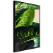 Poster Dieffenbachia - plant landscape with dark green leaves on a light background 129918 additionalThumb 12