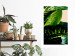 Poster Dieffenbachia - plant landscape with dark green leaves on a light background 129918 additionalThumb 5