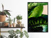 Poster Dieffenbachia - plant landscape with dark green leaves on a light background 129918 additionalThumb 11