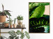 Poster Dieffenbachia - plant landscape with dark green leaves on a light background 129918 additionalThumb 14