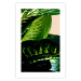 Poster Dieffenbachia - plant landscape with dark green leaves on a light background 129918 additionalThumb 25