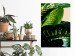 Poster Dieffenbachia - plant landscape with dark green leaves on a light background 129918 additionalThumb 6