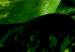 Poster Dieffenbachia - plant landscape with dark green leaves on a light background 129918 additionalThumb 8
