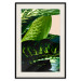 Poster Dieffenbachia - plant landscape with dark green leaves on a light background 129918 additionalThumb 19