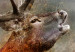 Large canvas print Roaring Deer [Large Format] 137618 additionalThumb 3