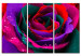 Canvas Print Rainbow-hued rose 58718