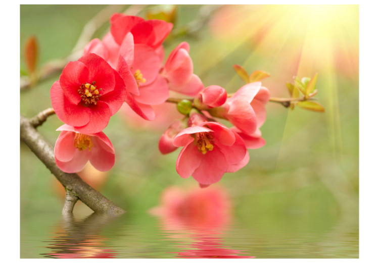 Photo Wallpaper Floral Motif - Azalea Flowers in Water Reflection and Sunbeams 60718 additionalImage 1