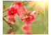 Photo Wallpaper Floral Motif - Azalea Flowers in Water Reflection and Sunbeams 60718 additionalThumb 1