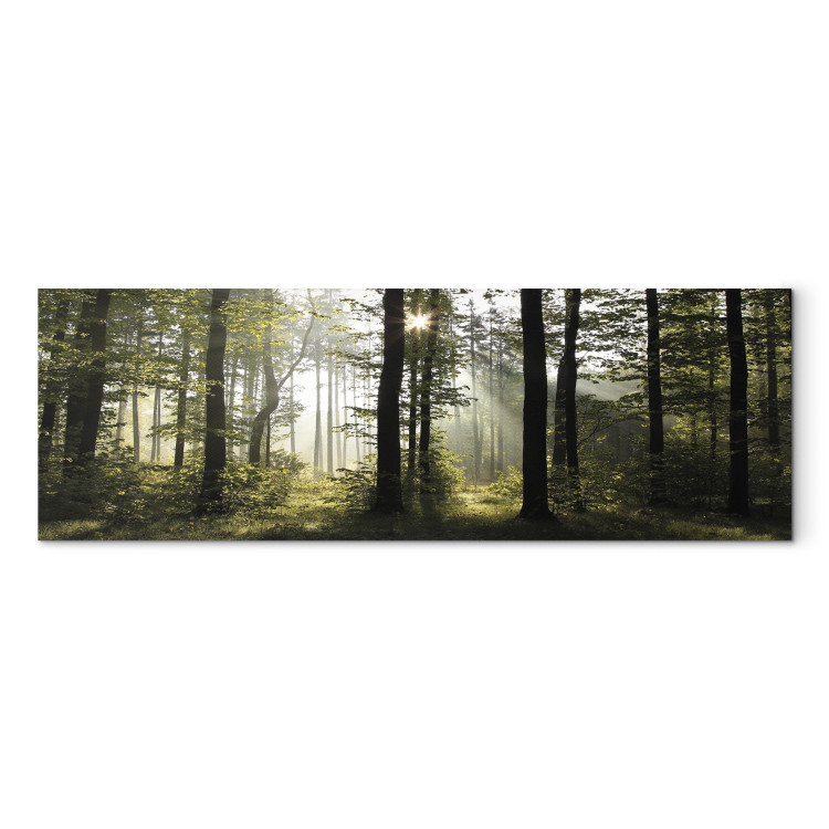 Canvas Art Print Forest in Daylight (1-part) - Landscape of Green Natural Trees 97518