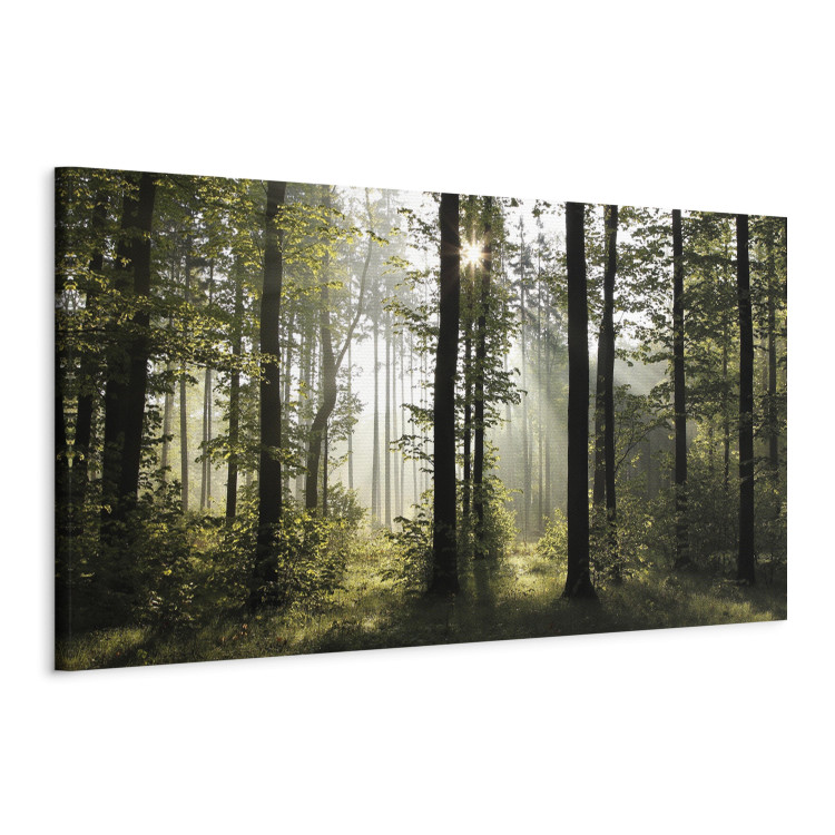Canvas Art Print Forest in Daylight (1-part) - Landscape of Green Natural Trees 97518 additionalImage 2