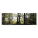 Canvas Art Print Forest in Daylight (1-part) - Landscape of Green Natural Trees 97518 additionalThumb 7