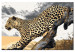 Paint by Number Kit Cheetah  107328 additionalThumb 4