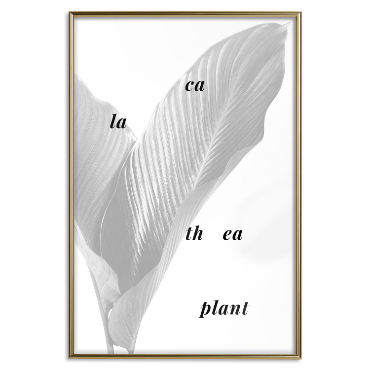 Poster Calathea Plant - black English text on a background of white plants 123128 additionalImage 16