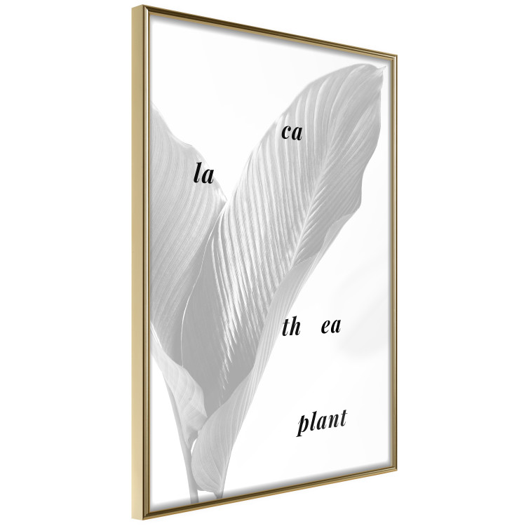 Poster Calathea Plant - black English text on a background of white plants 123128 additionalImage 12