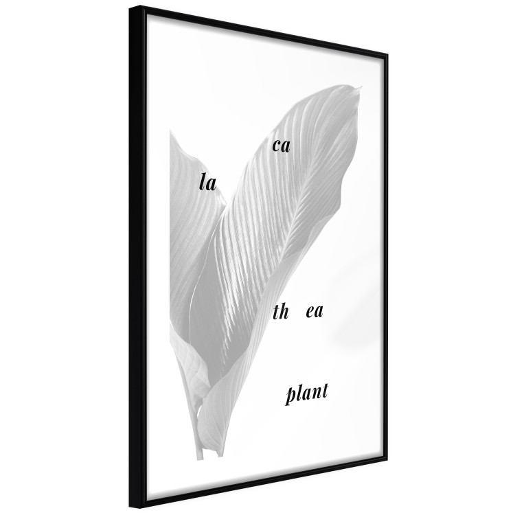 Poster Calathea Plant - black English text on a background of white plants 123128 additionalImage 11