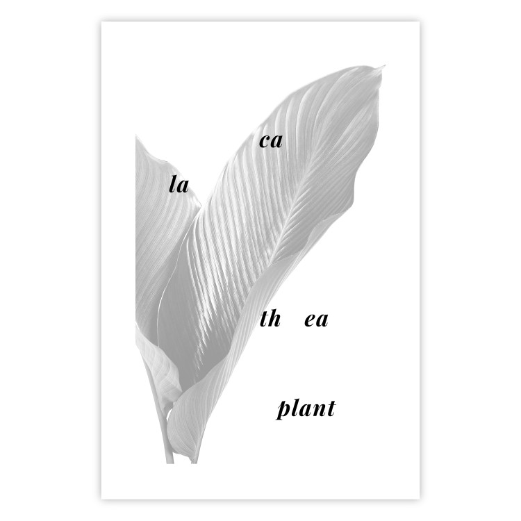 Poster Calathea Plant - black English text on a background of white plants 123128 additionalImage 19