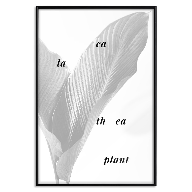 Poster Calathea Plant - black English text on a background of white plants 123128 additionalImage 18