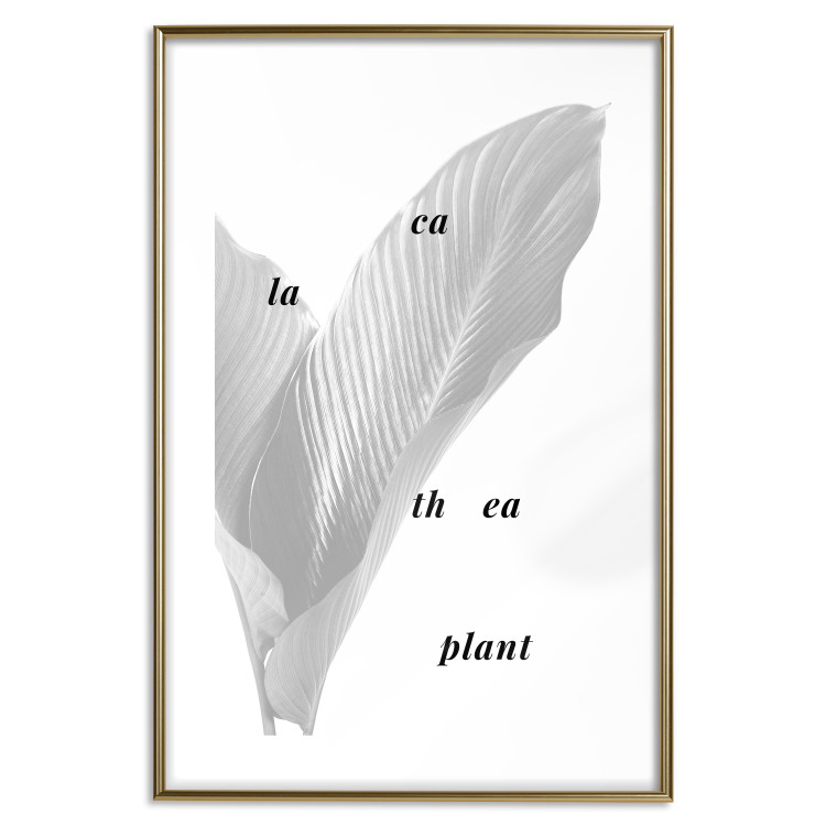 Poster Calathea Plant - black English text on a background of white plants 123128 additionalImage 14