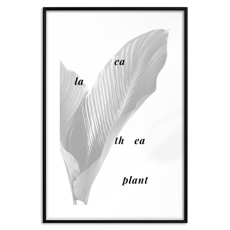 Poster Calathea Plant - black English text on a background of white plants 123128 additionalImage 15