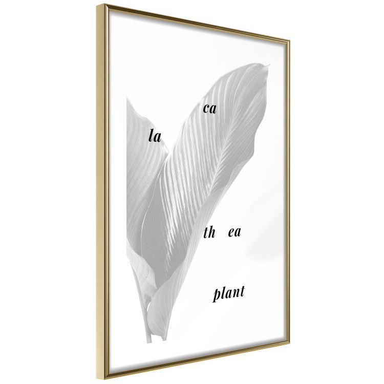 Poster Calathea Plant - black English text on a background of white plants 123128 additionalImage 6