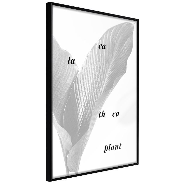 Poster Calathea Plant - black English text on a background of white plants 123128 additionalImage 10
