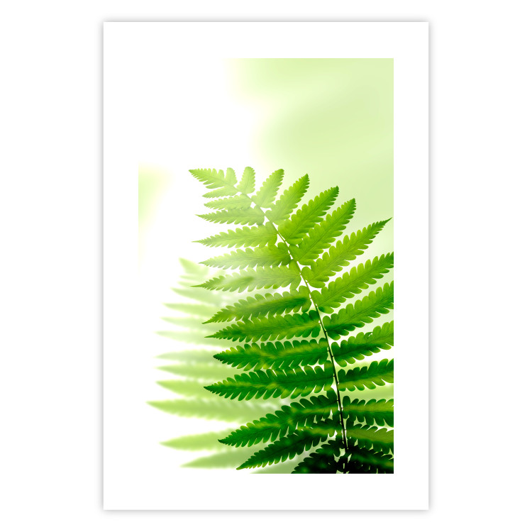 Wall Poster Fern - natural plant with fern leaves on a green glow background 126828 additionalImage 25