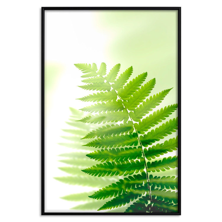 Wall Poster Fern - natural plant with fern leaves on a green glow background 126828 additionalImage 16