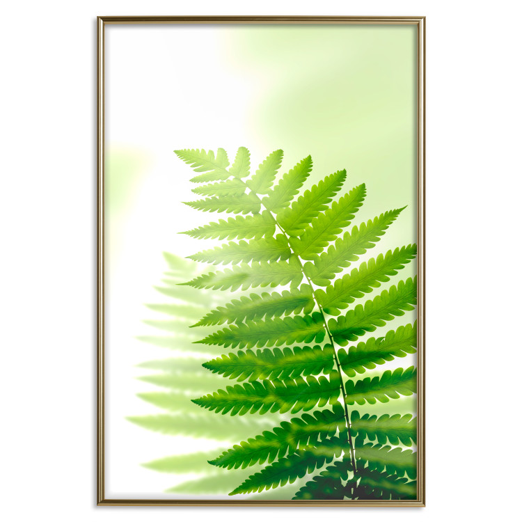 Wall Poster Fern - natural plant with fern leaves on a green glow background 126828 additionalImage 21