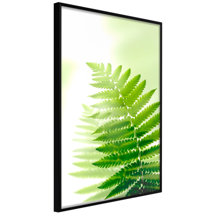 Wall Poster Fern - natural plant with fern leaves on a green glow background 126828 additionalImage 11