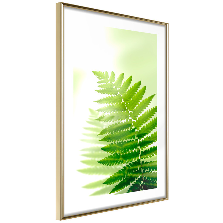 Wall Poster Fern - natural plant with fern leaves on a green glow background 126828 additionalImage 9