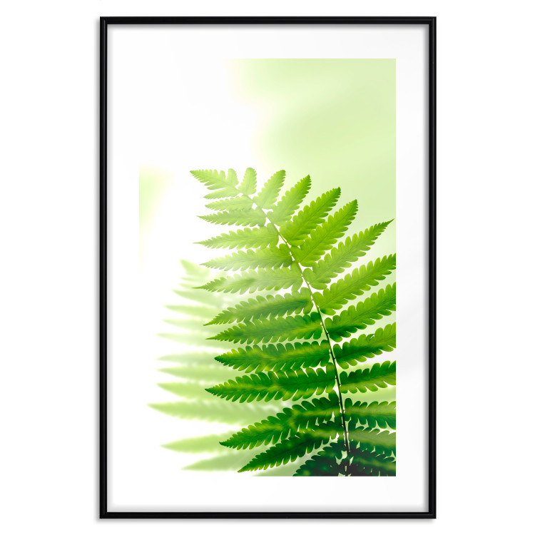Wall Poster Fern - natural plant with fern leaves on a green glow background 126828 additionalImage 15