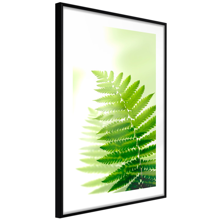 Wall Poster Fern - natural plant with fern leaves on a green glow background 126828 additionalImage 8