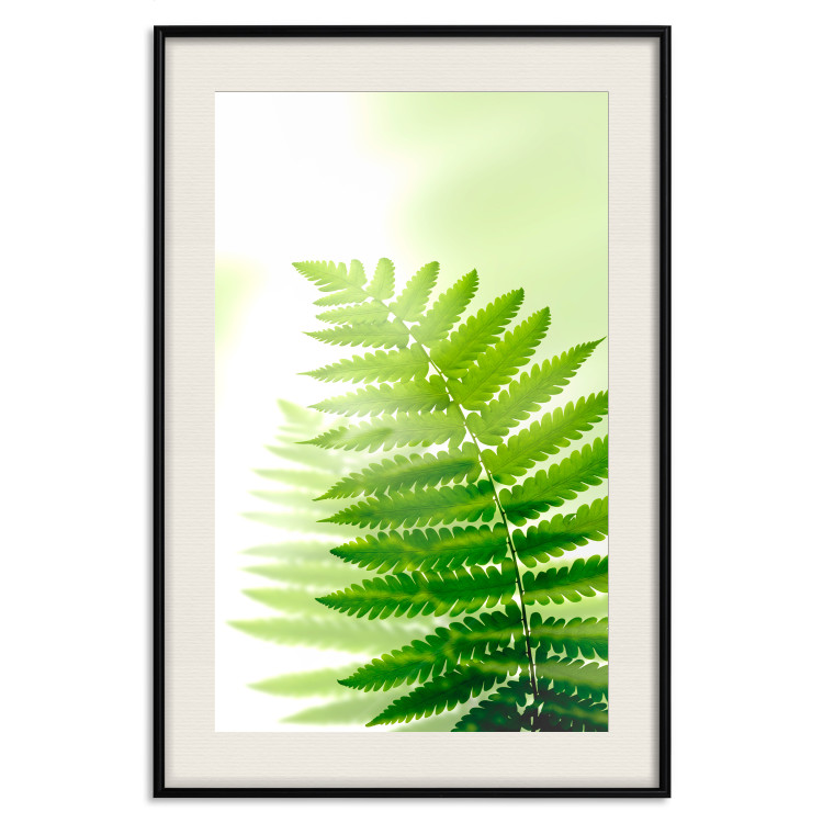 Wall Poster Fern - natural plant with fern leaves on a green glow background 126828 additionalImage 19