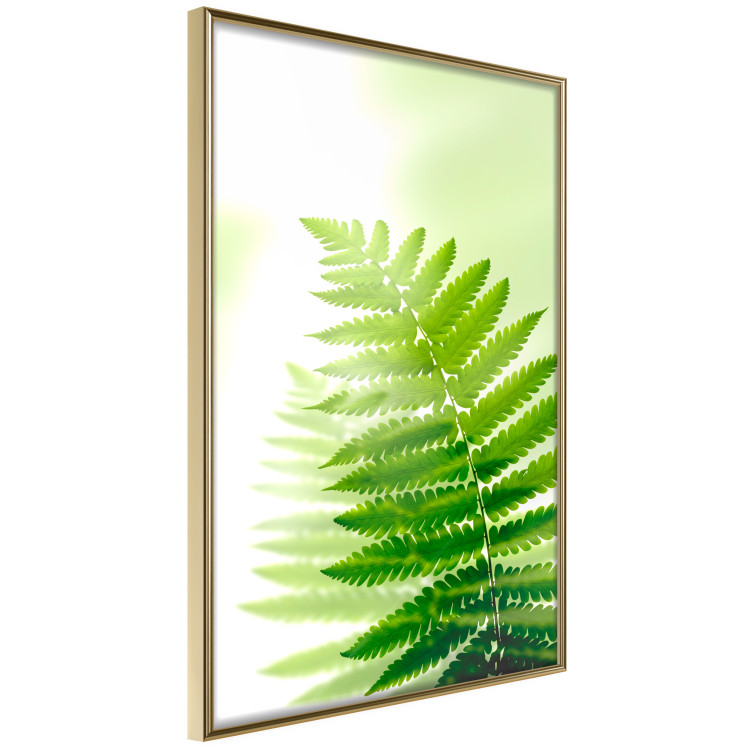 Wall Poster Fern - natural plant with fern leaves on a green glow background 126828 additionalImage 12