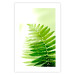 Wall Poster Fern - natural plant with fern leaves on a green glow background 126828 additionalThumb 25
