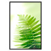 Wall Poster Fern - natural plant with fern leaves on a green glow background 126828 additionalThumb 18