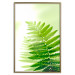 Wall Poster Fern - natural plant with fern leaves on a green glow background 126828 additionalThumb 21